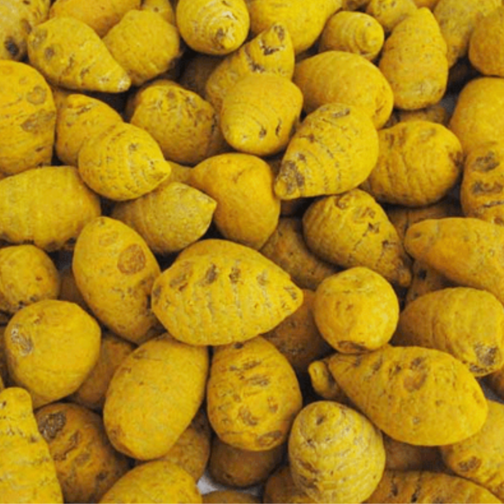 Turmeric bulbs, haldi